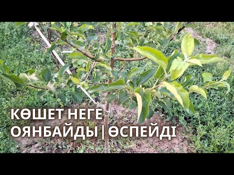 Видео: КӨШЕТ ОЯНБАСА, Өспесе не Істеу Қажет | көшетті қалай оятамыз, қалай өсіреміз