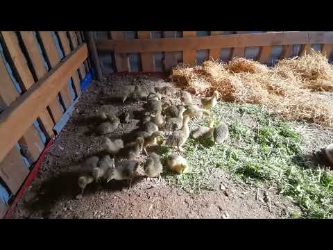 Видео: 27 октября 2025 г.