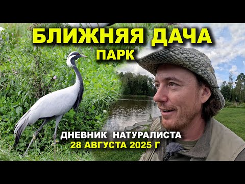 Видео: Парк Ближняя Дача. Дневник натуралиста 28.08.2025