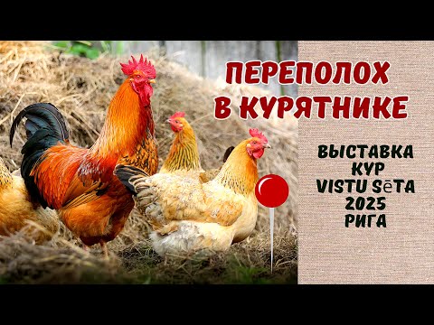 Видео: Выставка кур Птичий двор/Vistu sēta 2025, Рига