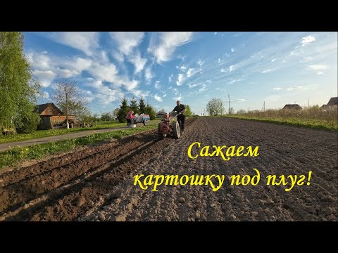 Видео: ❗Сажаем картошку под плуг мотоблока❗