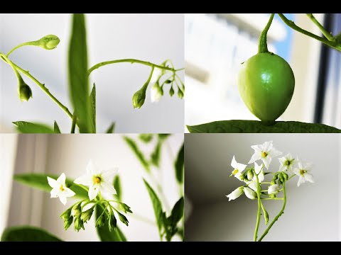 Видео: Пепино или Дынная груша в домашних условиях - цветение, завязь. Часть 2