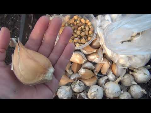 Видео: Посадка чеснока Рокамболь