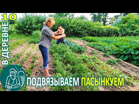 Видео: 🍅 Подвязка и пасынкование помидор и обзор огорода 🏡 Жизнь Гордеевых в деревне - Влог 10
