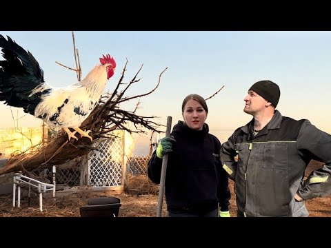 Видео: ПРОИСШЕСТВИЕ В КУРЯТНИКЕ😢ПОКУПКА НОВЫХ КУР/ГОТОВИМ ЧЕБУРЕКИ/ОБРЕЗКА ВИНОГРАДА/НОВЫЕ ГРЯДКИ В ТЕПЛИЦЕ