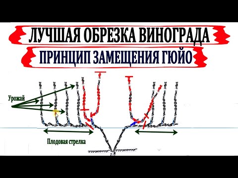 Видео: 🍇 Обрезка винограда по Гюйо. Лучшая обрезка для поддержания высокого урожая и выбраной формы куста.