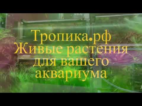 Видео: Как я вношу удобрения и какие использую. Воскресная подмена воды.