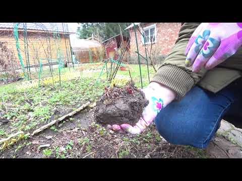 Видео: ДЕЛЕНИЕ АСТИЛЬБЫ. РАЗМНОЖЕНИЕ АСТИЛЬБЫ