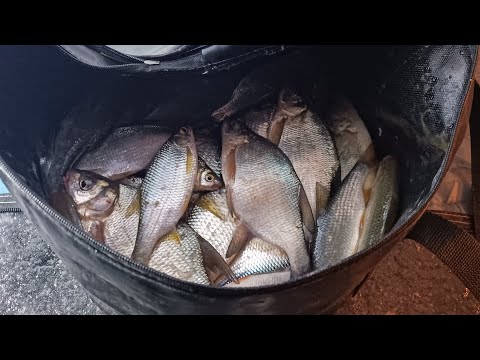 Видео: ночная рыбалка Актобе ВДНХ, клёв плотвы !