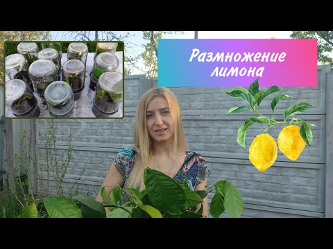 Видео: Размножение лимона черенками