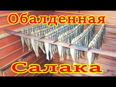 Видео: САЛАКА ГОРЯЧЕГО КОПЧЕНИЯ В ДОМАШНИХ УСЛОВИЯХ / РЕЦЕПТ ОТЛИЧНОГО РАССОЛА ! Smoked fish !