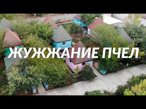 Видео: ПЧЕЛИНОЕ ЖУЖЖАНИЕ!