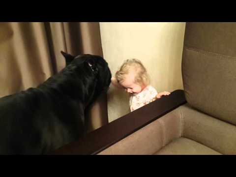 Видео: Cane corso Balder and a little girl ❤️ Кане корсо Бальдер и малышка