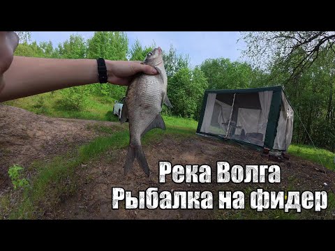 Видео: Бешеный клев плотвы и странный гибрид. 2-ой день на новом месте. Река Волга. Рыбалка на Фидер.