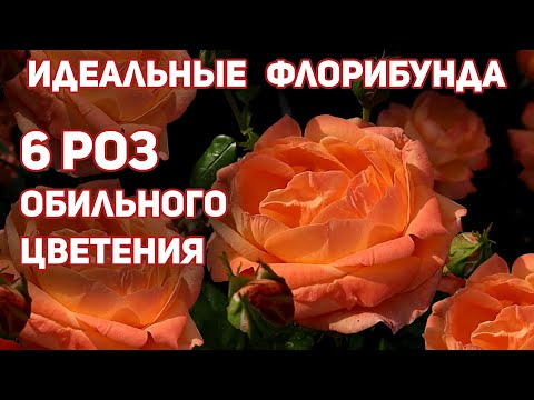 Видео: СУПЕР РОЗЫ - ИДЕАЛЬНЫЕ ФЛОРИБУНДА – БЕСТСЕЛЛЕРЫ ДЛЯ ВАШЕГО САДА!