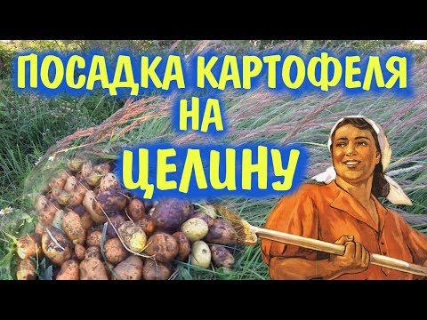 Видео: Картофель на целине без перекопки. Что получилось?