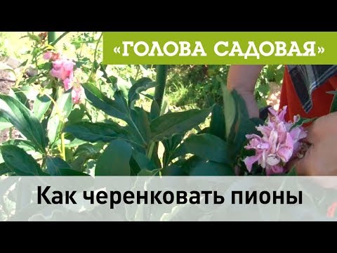 Видео: Голова садовая -Как черенковать пионы