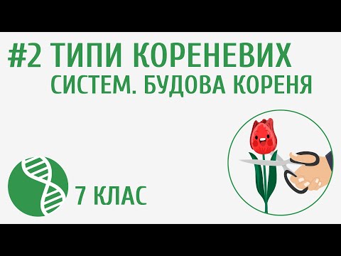 Видео: Типи кореневих систем. Будова кореня #2