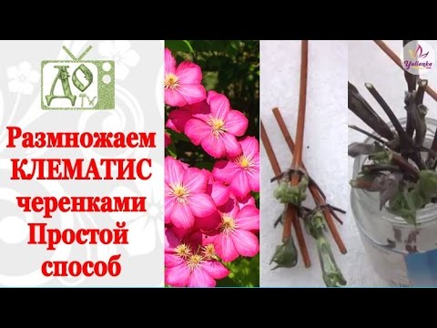 Видео: Размножаем КЛЕМАТИСЫ черенками. Самый простой способ