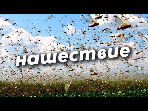 Видео: В нашествии саранчи есть польза? Уникальное явление в Черном море. Правда о грызунах леммингах
