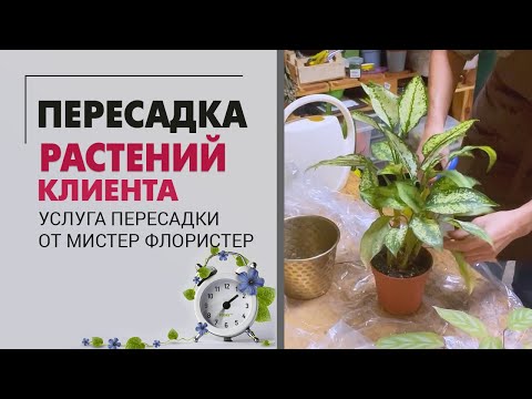 Видео: ПЕРЕСАДКА растений клиента в мастерской: замиокулькас, хамедорея, сциндапсус, спатифиллум, крассула