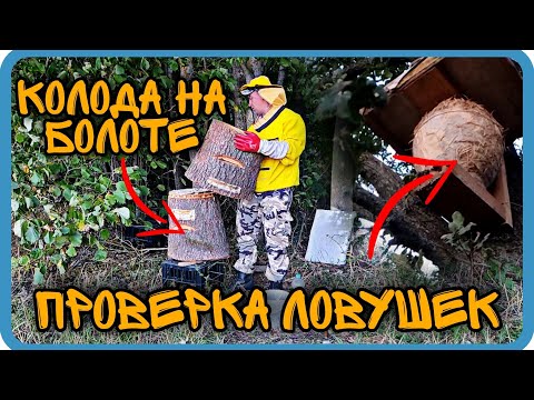 Видео: КОЛОДА НА БОЛОТЕ ОПУСТЕЛА, А ЛОВУШКИ ДЛЯ ПЧЁЛ НЕ ПЕРЕСТАЮТ УДИВЛЯТЬ⬇️