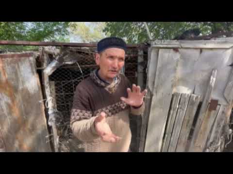 Видео: Бүркіттің қанатына бидәй егу