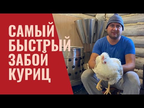 Видео: Самый быстрый забой бройлеров?! 3 минуты на голову