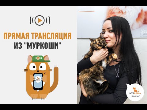 Видео: В гостях у приюта "Муркоша" 24.02.2019