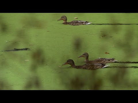 Видео: Таємниці лісового озера.