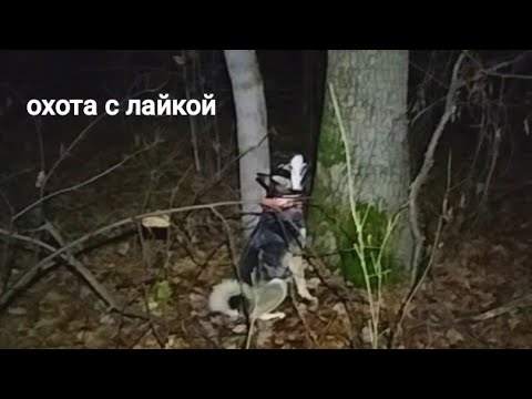 Видео: ОХОТА С ЛАЙКОЙ НА КУНИЦУ/ КУНИЦА УХОДИЛА ВЕРХОМ/ БЫСТРЫЙ ,ХИТРЫЙ КУН/
