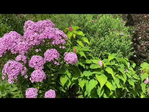 Видео: АВГУСТ- СПАСАЕМ УРОЖАЙ 🤗ОТВЕЧАЮ НА ВОПРОСЫ 🙃#garden #гортензия #садоводство #волгоград #сад #