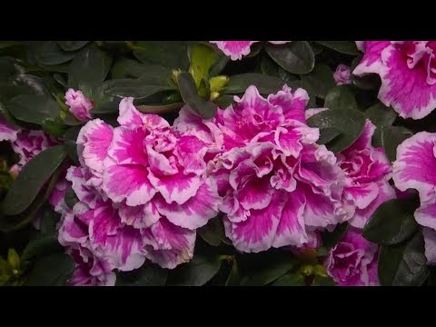 Видео: "Удачная среда" - ухаживаем за азалией (Бийское телевидение)