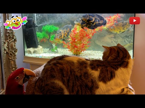 Видео: The parrot prevented the cat from watching TV. Попугай помешал коту смотреть телевизор.