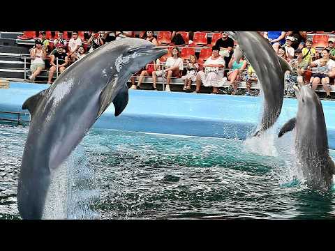 Видео: Делфинариумът във Варна / Dolphinarium, Varna Bulgaria