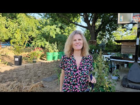 Видео: Тур по фруктовым деревьям: Дегустация слив!🍏🍋🍑 | Fruit Tree Tour: Tasting Plums