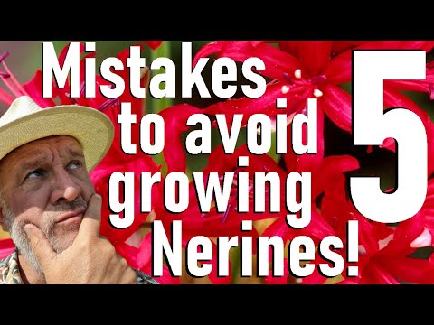 Видео: Пять ошибок, которых следует избегать при выращивании луковиц нерине (гернсийской, джерсийской ил...