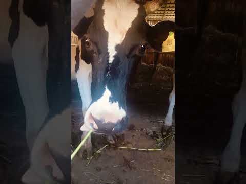 Видео: Коровы едят зеленую траву суданку с аппетитом #фермер #корма #сено