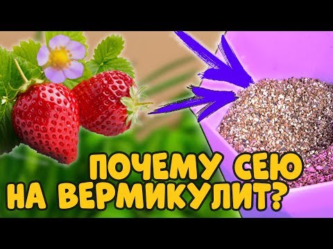 Видео: ПОСЕВ КЛУБНИКИ НА ВЕРМИКУЛИТ. ЗАЧЕМ Я ЭТО ДЕЛАЮ?