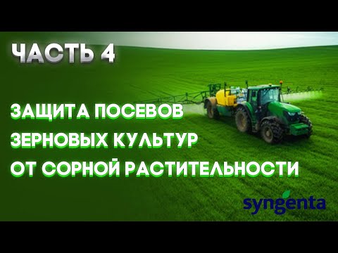 Видео: | ЗЕРНОВЫЕ  Часть 4 | Защита посевов зерновых культур от сорной растительности  | SYNGENTA |
