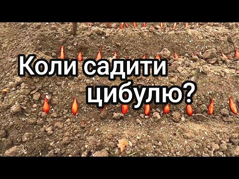 Видео: Як визначити найкращий час посадки цибулі на зиму