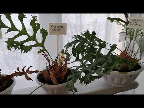 Видео: Дринария