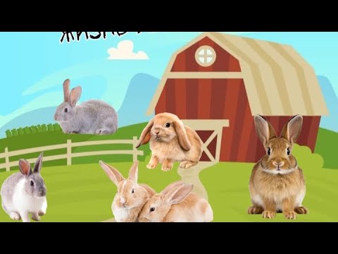 Видео: ✨🧙‍♂️🐇вечер у кроликов ✨🐰❤🌙