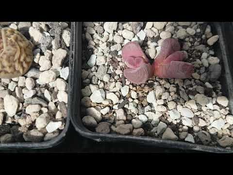 Видео: Субстрат для литопсов.Как правильно поливать литопсы?Lithops.