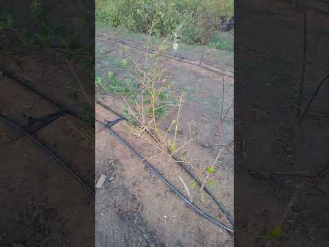 Видео: #Болезни голубики #голубика #сад 