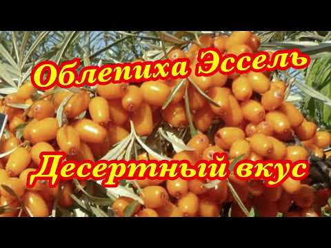 Видео: Облепиха Эссель. Десертный вкус, крупный размер, без колючек. Обзор сигнального плодоношения.