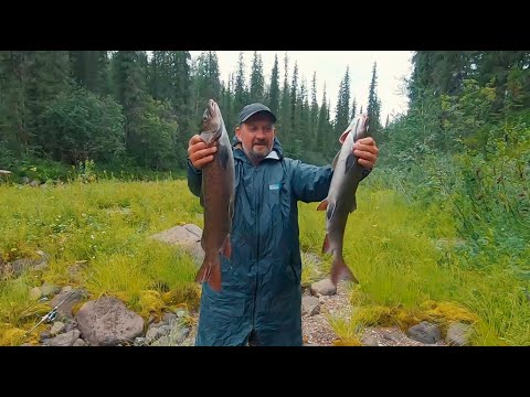 Видео: Ленки таёжной микроречки