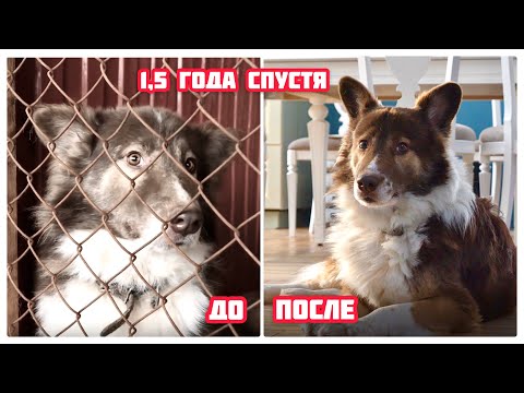 Видео: Встреча через 1,5 года. Из приюта в дом.