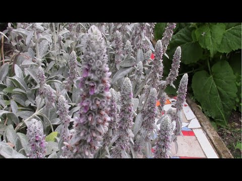 Видео: СТАХИС ОВЕЧЬИ УШКИ И ШИШКИ В МОЁМ САДУ!