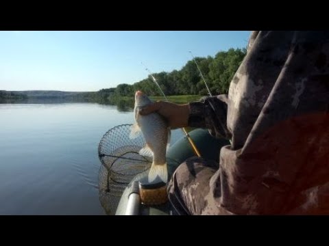 Видео: Рыбалка на кольцо . Река Дон . Отчет о рыбалке ,19 июня .